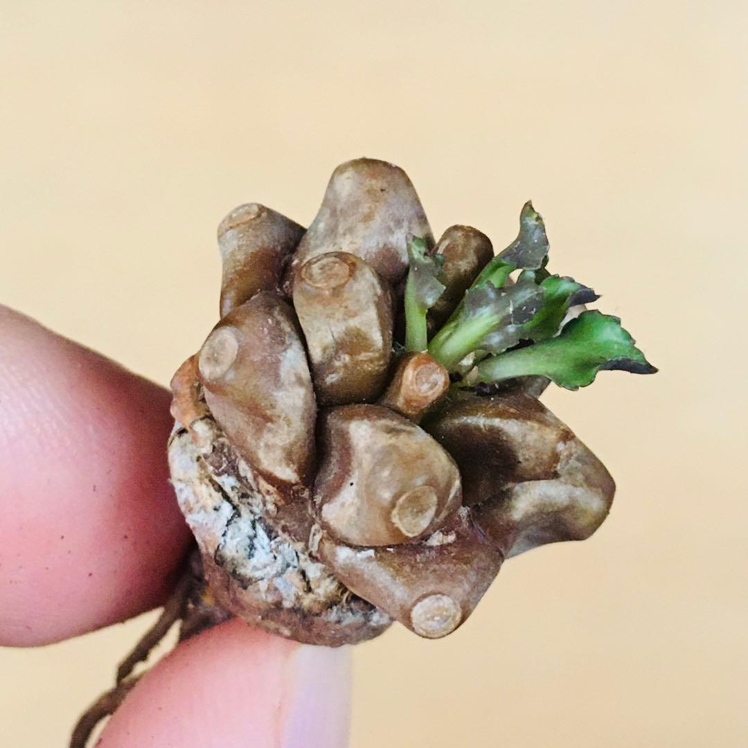 【稀少】5 オトンナ へレイ へレー TC株 塊根 コーデックス