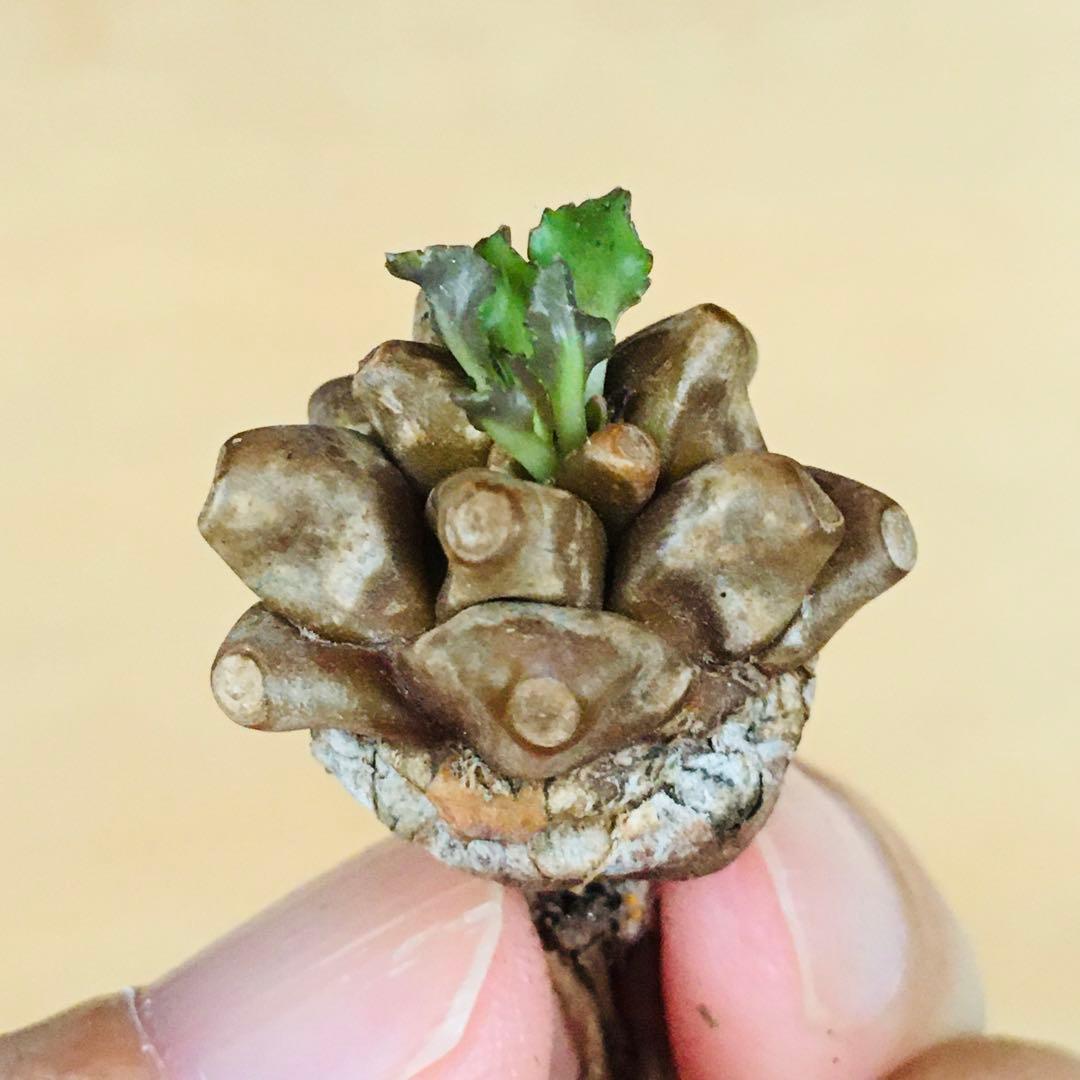 【稀少】5 オトンナ へレイ へレー TC株 塊根 コーデックス