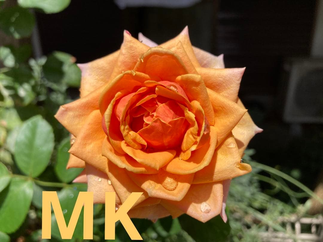 希少　バラ苗　切り花品種 Cherrry Braandy