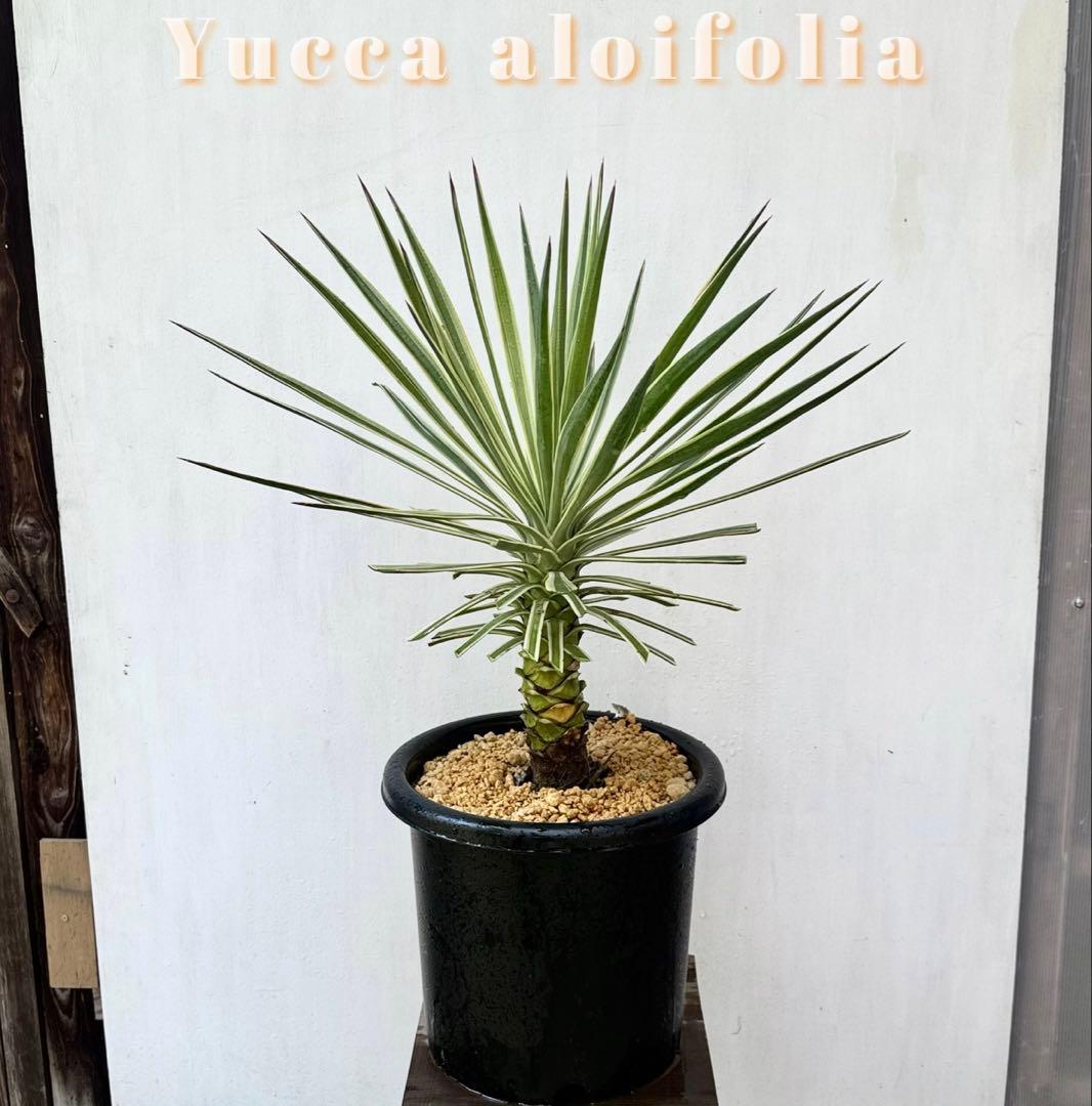 トモジュン様用 ユッカ アロイフォリア 斑入り②バリエガータ 千寿蘭