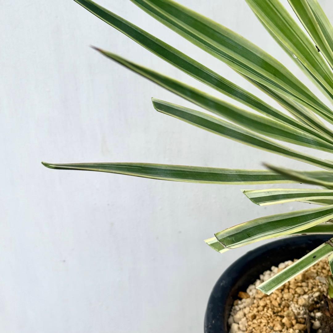 トモジュン様用 ユッカ アロイフォリア 斑入り②バリエガータ 千寿蘭