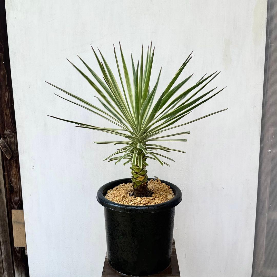 トモジュン様用 ユッカ アロイフォリア 斑入り②バリエガータ 千寿蘭