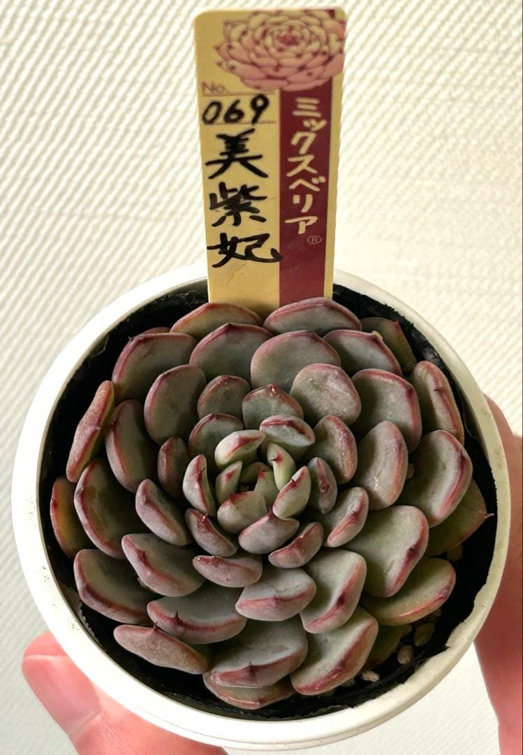 おらいさん苗 ミックスベリア 美紫妃 ポットのままメルカリ便 札付き