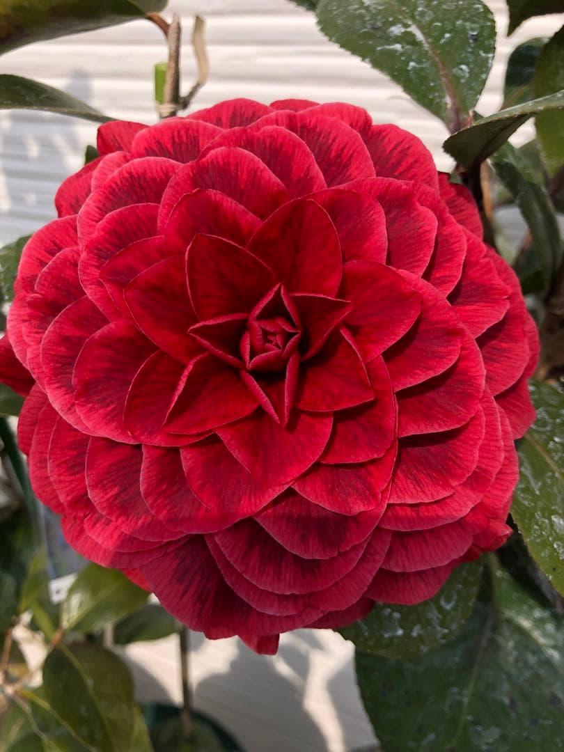 金華美女　椿　接木苗　鉢底約75cm