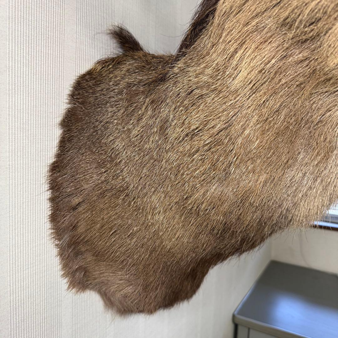 【引取限定】蝦夷鹿 エゾシカ ① 北海道 剥製 壁掛け ハンティングトロフィー