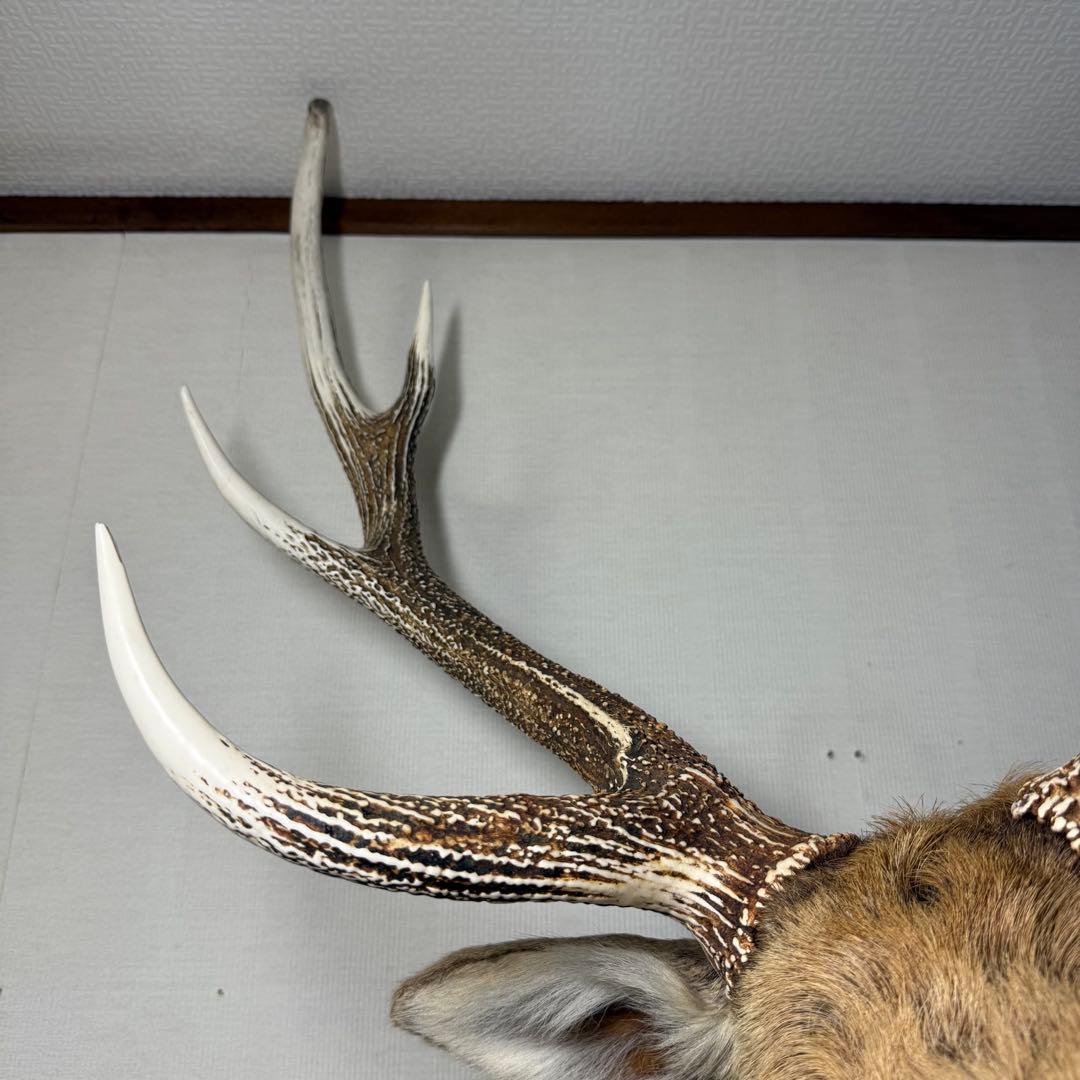 【引取限定】蝦夷鹿 エゾシカ ① 北海道 剥製 壁掛け ハンティングトロフィー