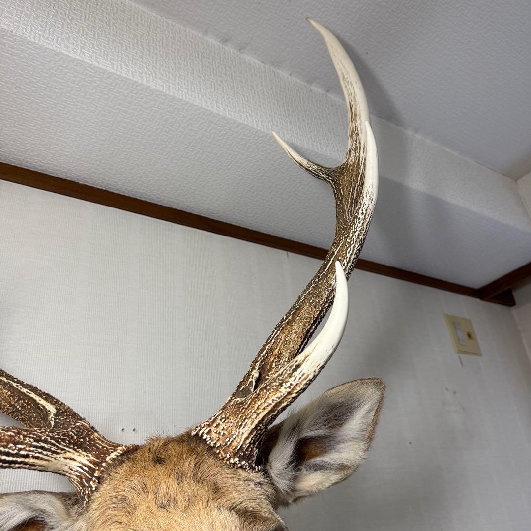 【引取限定】蝦夷鹿 エゾシカ ① 北海道 剥製 壁掛け ハンティングトロフィー