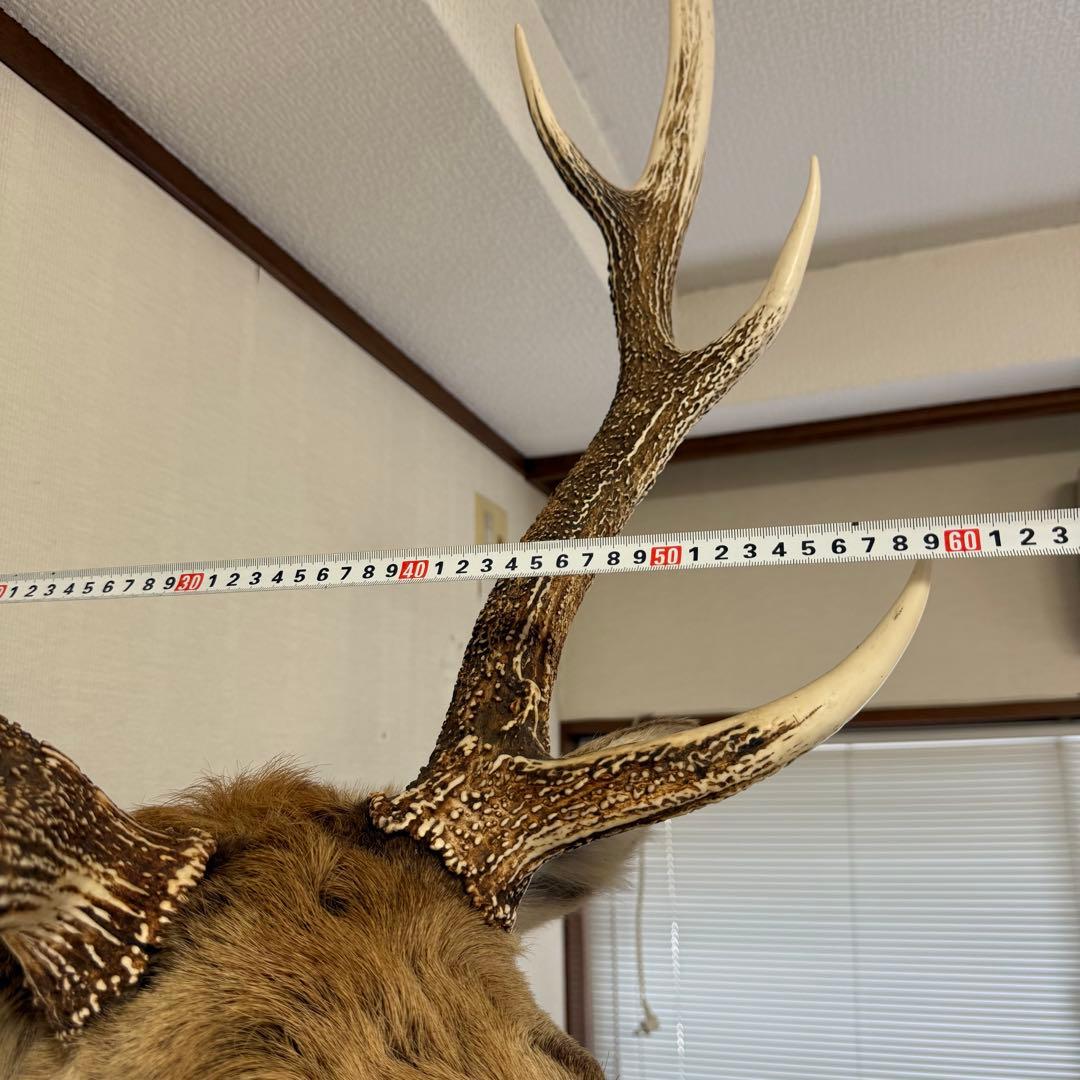 【引取限定】蝦夷鹿 エゾシカ ① 北海道 剥製 壁掛け ハンティングトロフィー