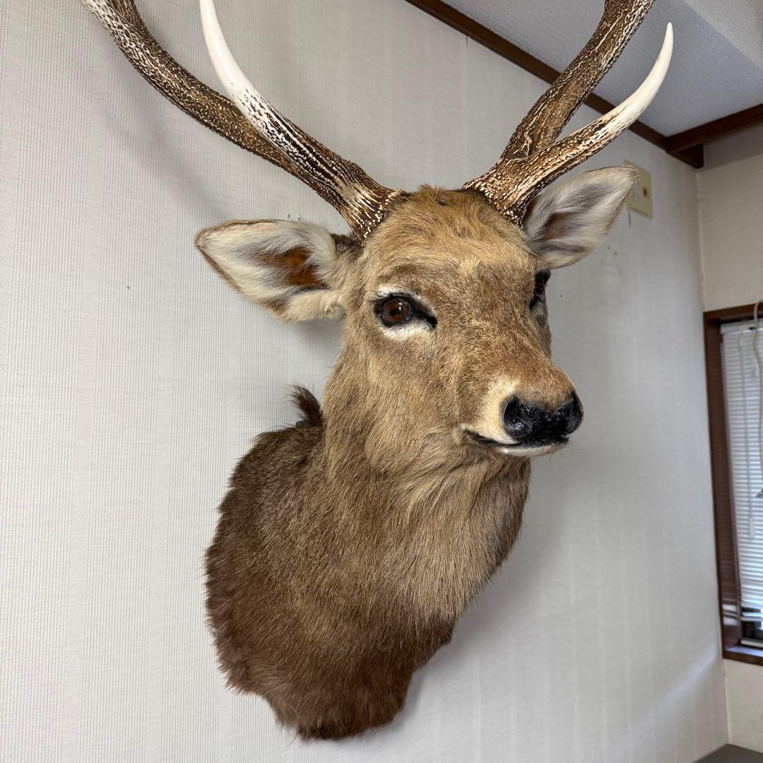 【引取限定】蝦夷鹿 エゾシカ ① 北海道 剥製 壁掛け ハンティングトロフィー