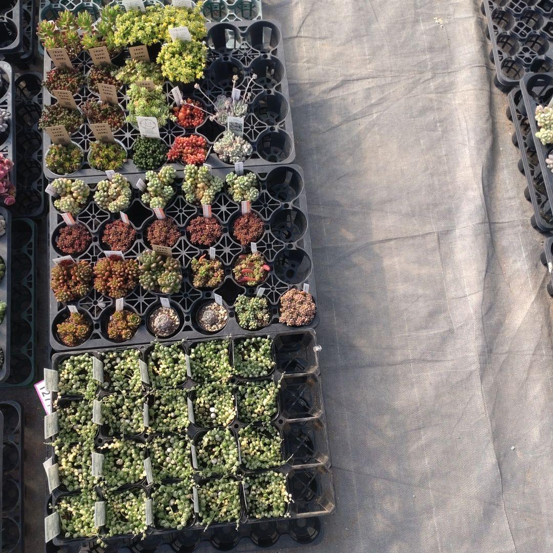 月曜待ち てふてふさん専用