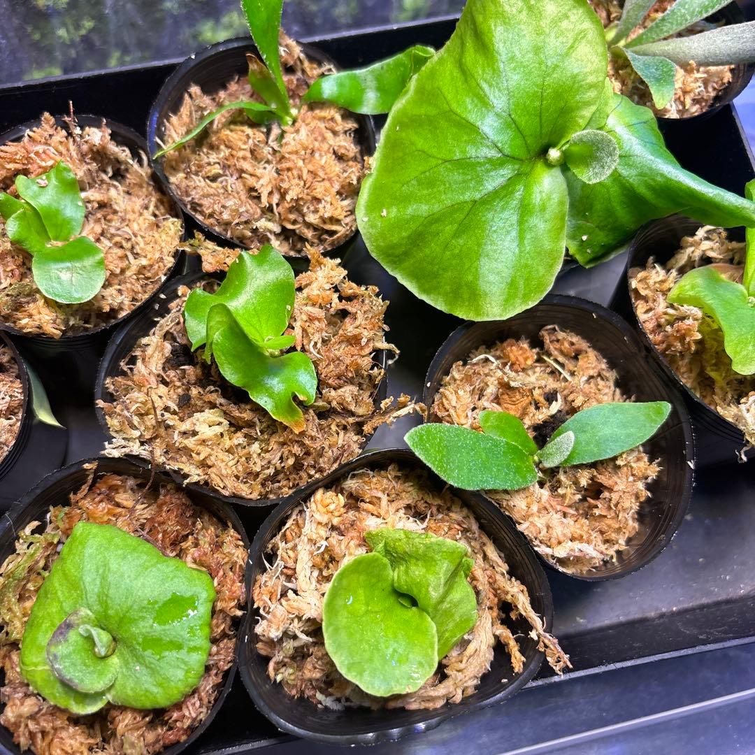 ビカクシダ　胞子培養　１２株