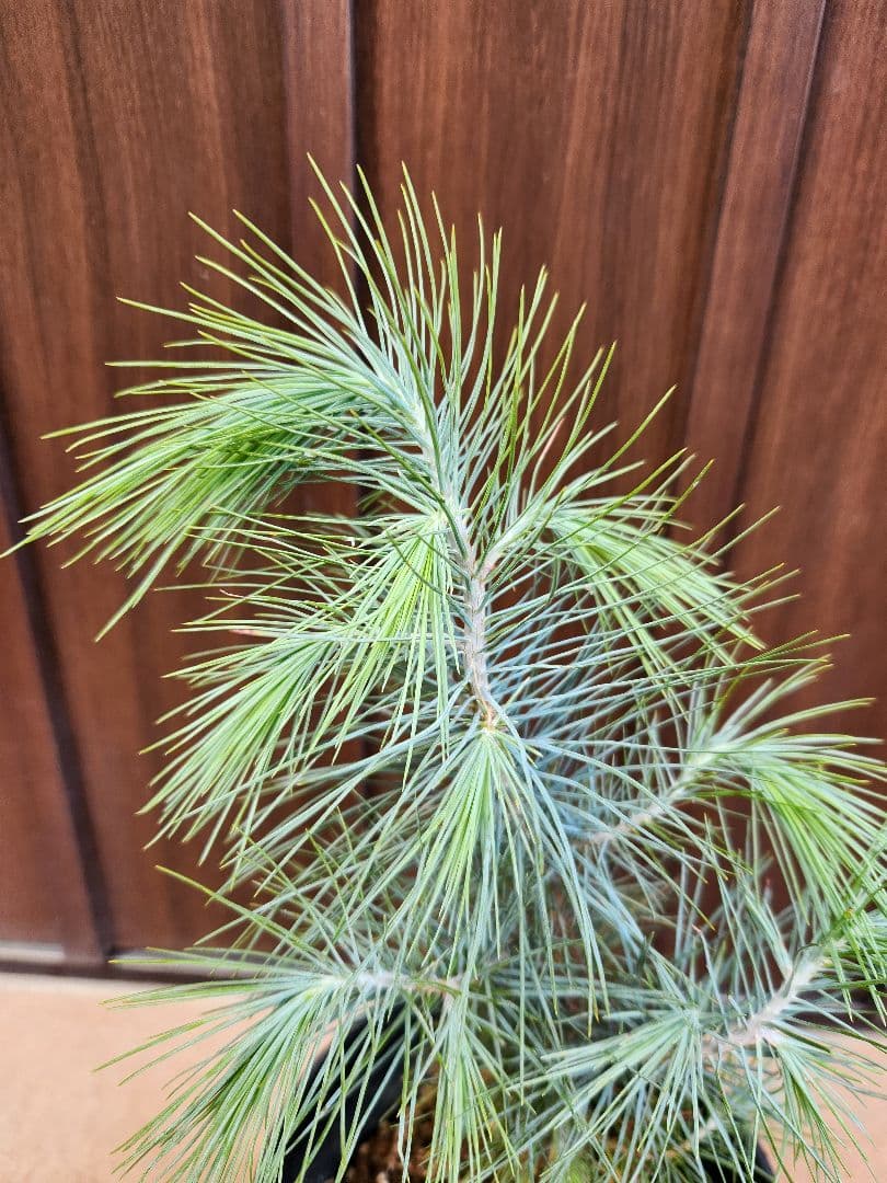 マルチネス　ピニョンマツ　ピニョン松　鉢植え　シルバーリーフ