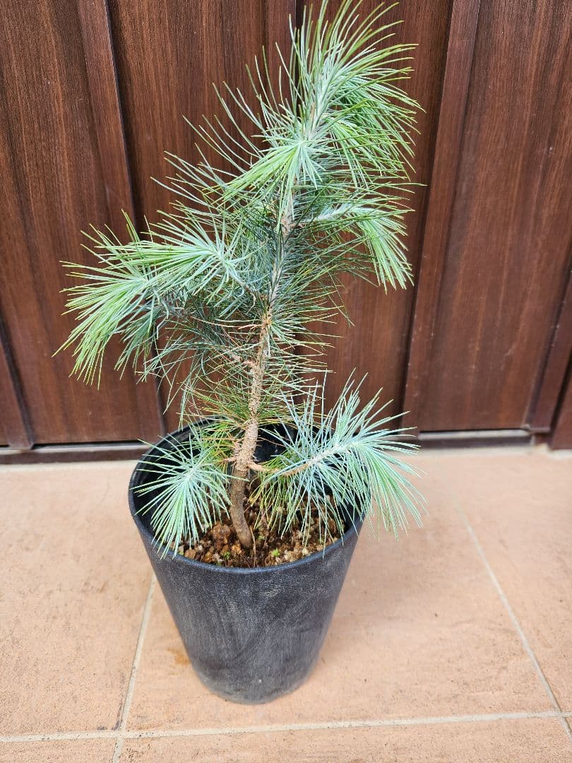 マルチネス　ピニョンマツ　ピニョン松　鉢植え　シルバーリーフ