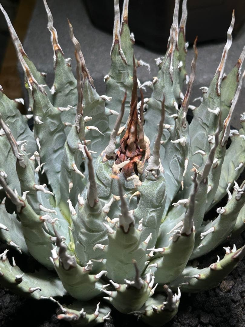 アガベ utahensis eborispina 青葉 陽炎 ウネウネ