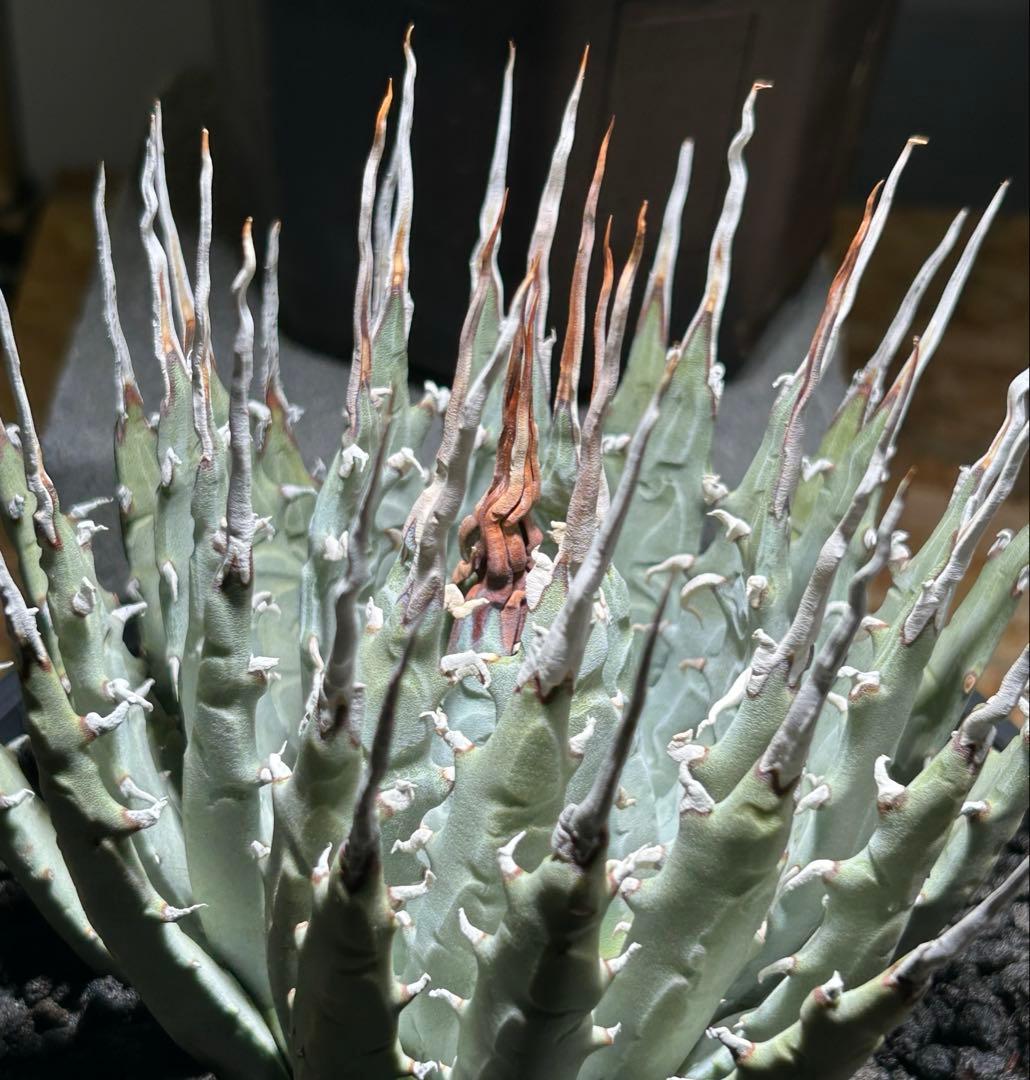 アガベ utahensis eborispina 青葉 陽炎 ウネウネ