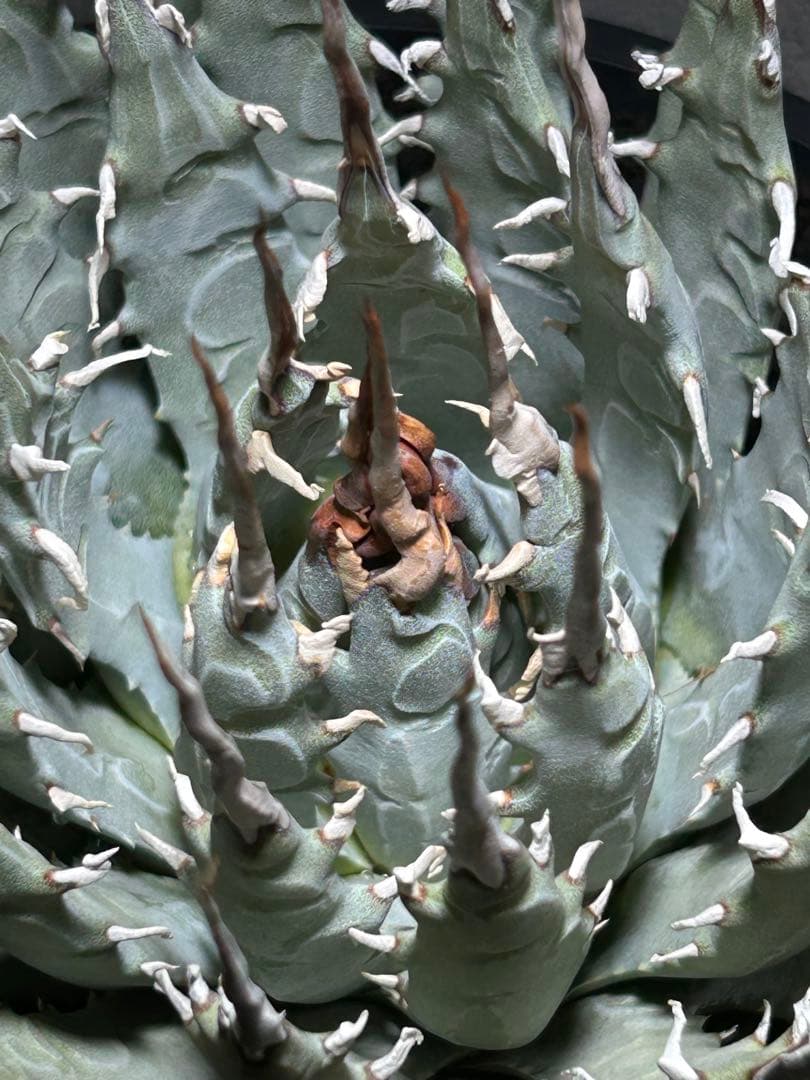 アガベ utahensis eborispina 青葉 陽炎 ウネウネ