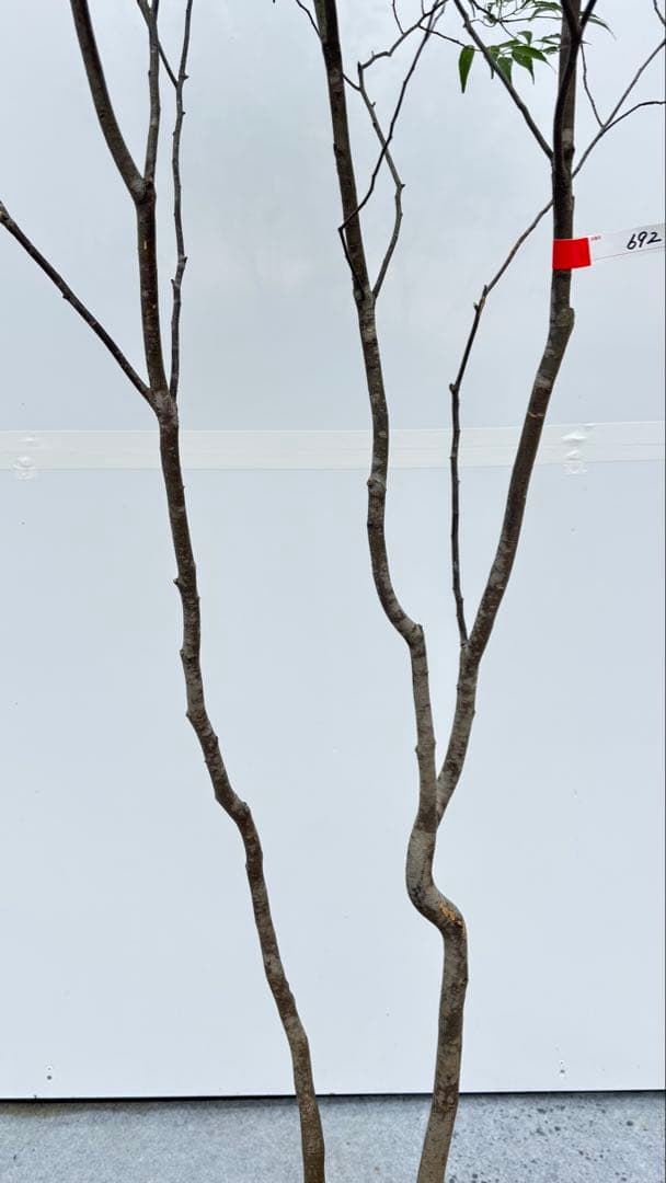 美しい樹形が魅力的 山採り ハイノキ 株立 692 樹高1.8m位 高級樹