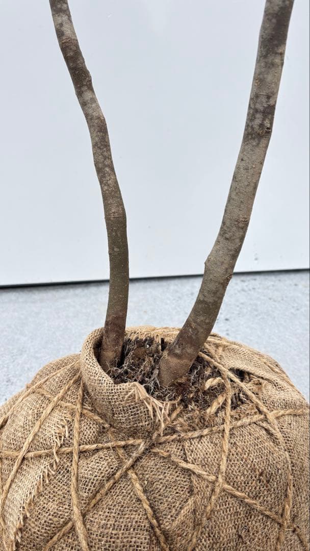 美しい樹形が魅力的 山採り ハイノキ 株立 692 樹高1.8m位 高級樹