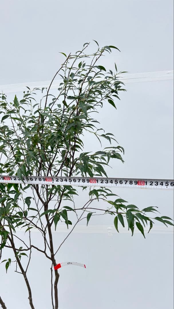 美しい樹形が魅力的 山採り ハイノキ 株立 692 樹高1.8m位 高級樹