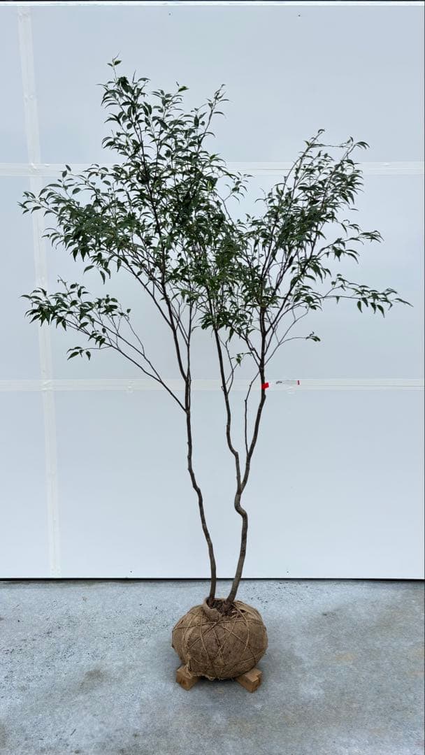 美しい樹形が魅力的 山採り ハイノキ 株立 692 樹高1.8m位 高級樹