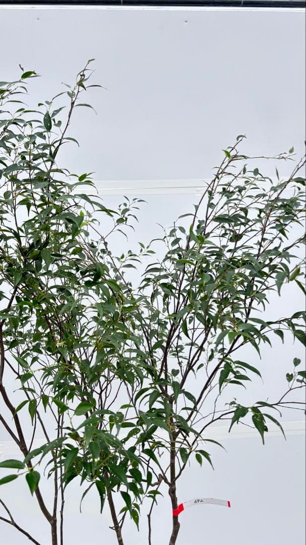 美しい樹形が魅力的 山採り ハイノキ 株立 692 樹高1.8m位 高級樹