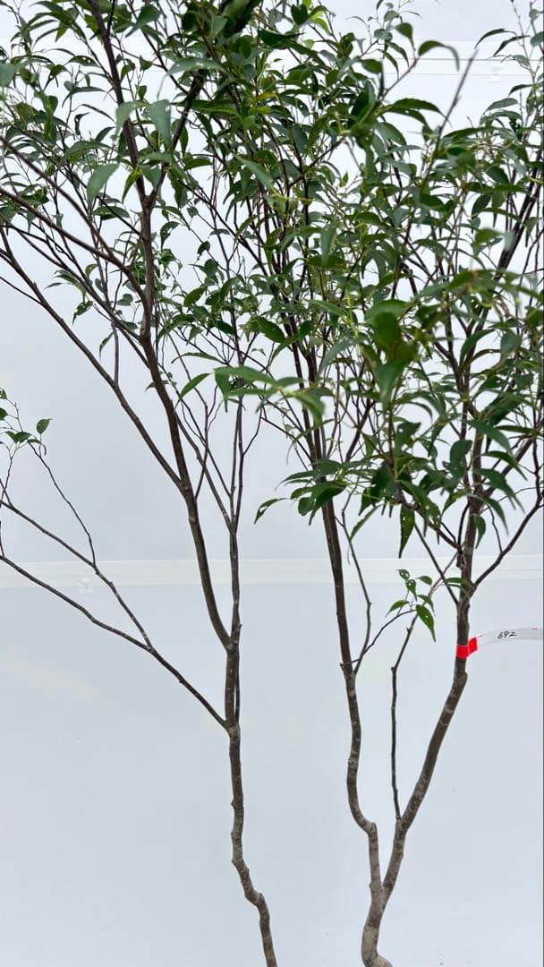 美しい樹形が魅力的 山採り ハイノキ 株立 692 樹高1.8m位 高級樹