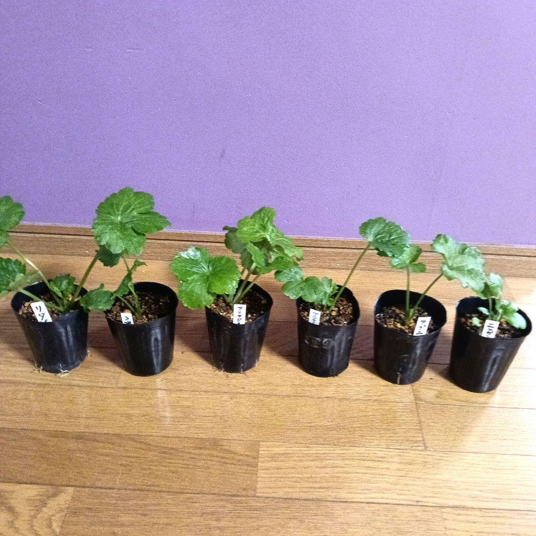 ラナンキュラスラックス 芽出し苗 6種セット！⑫