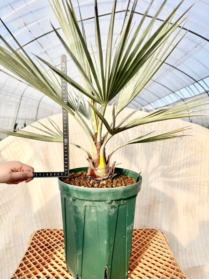 ブラヘアアルマータ【バランスの取れた極上株】