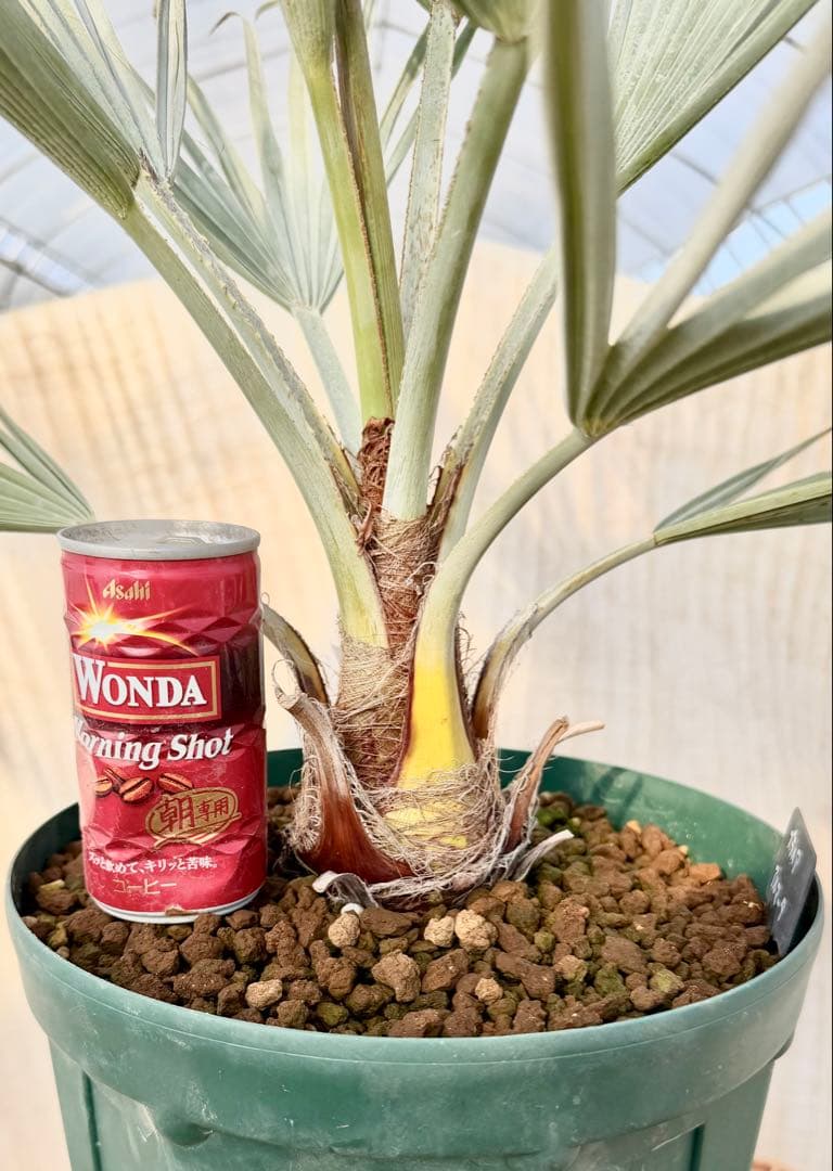 ブラヘアアルマータ【バランスの取れた極上株】