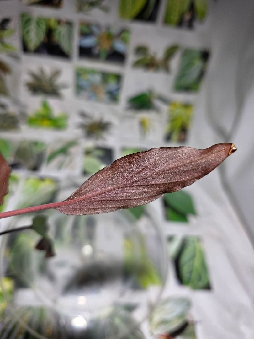 熱帯植物　ホマロメナsp.スラウェシ　黒葉