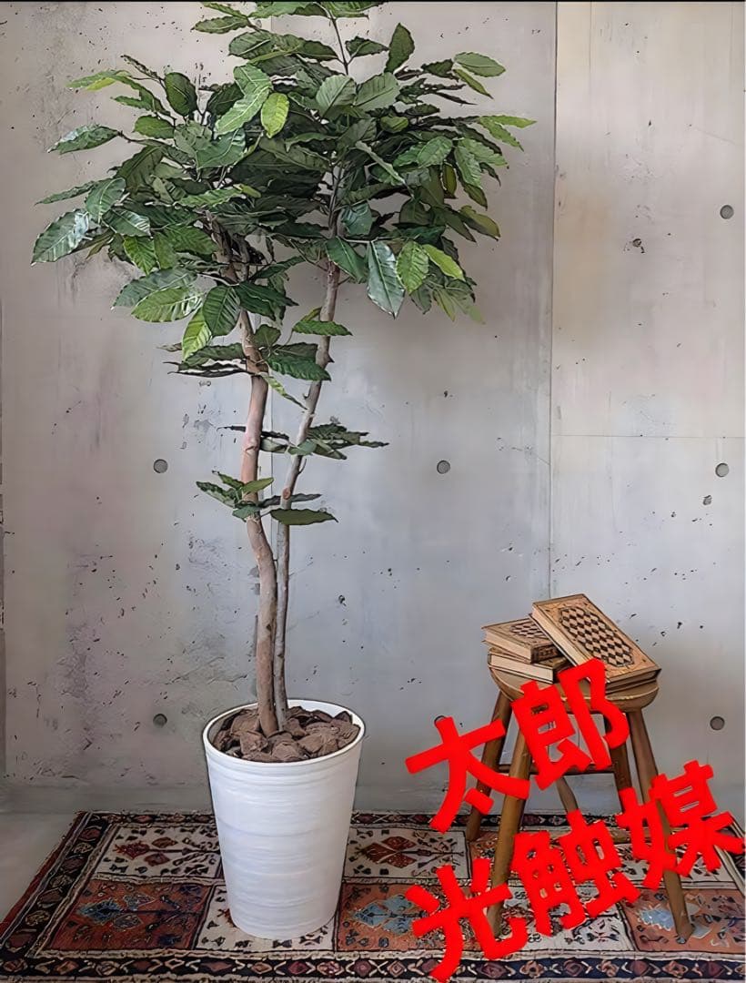 光触媒　人工観葉植物　ウォールグリーン　フェイクグリーン　コーヒーの木g@'t