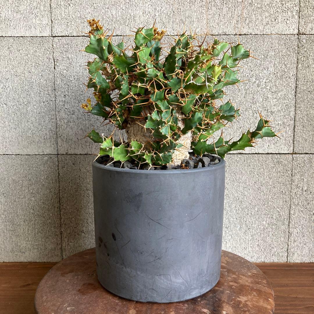 発根済み ユーフォルビア クラビゲラ