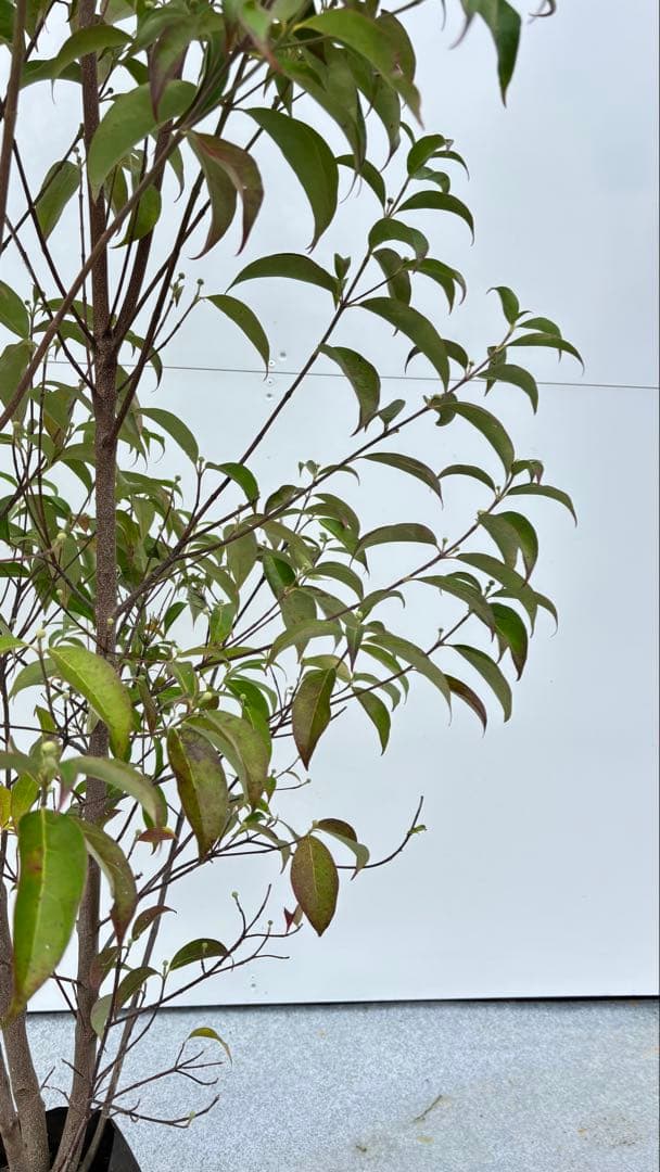 シンボルツリーに最適 常緑ヤマボウシ 666 樹高1.8m位 ホンコンエンシス