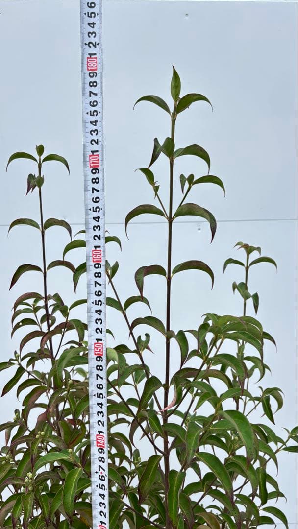 シンボルツリーに最適 常緑ヤマボウシ 666 樹高1.8m位 ホンコンエンシス