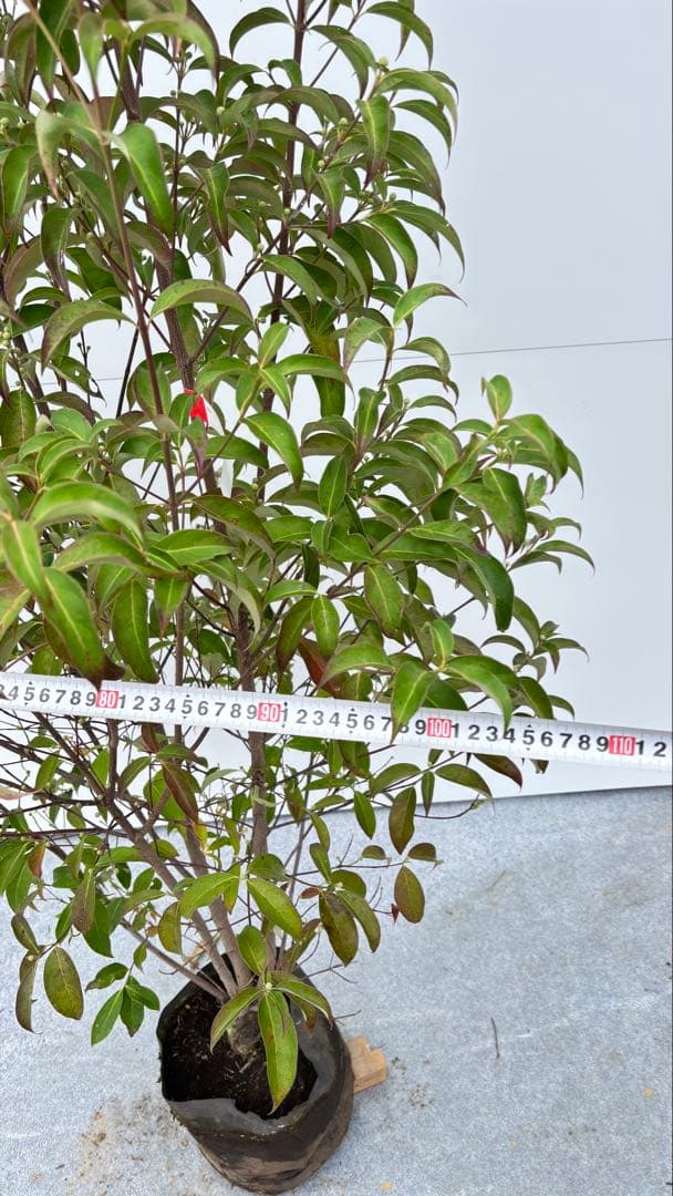 シンボルツリーに最適 常緑ヤマボウシ 666 樹高1.8m位 ホンコンエンシス