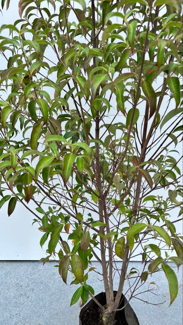 シンボルツリーに最適 常緑ヤマボウシ 666 樹高1.8m位 ホンコンエンシス