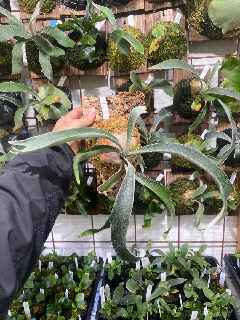 ベイチーワイルド　胞子培養　コルク付け　2/14