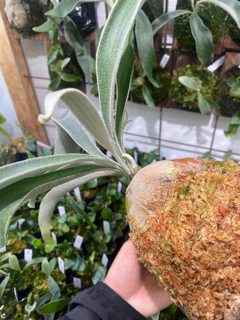 ベイチーワイルド　胞子培養　コルク付け　2/14