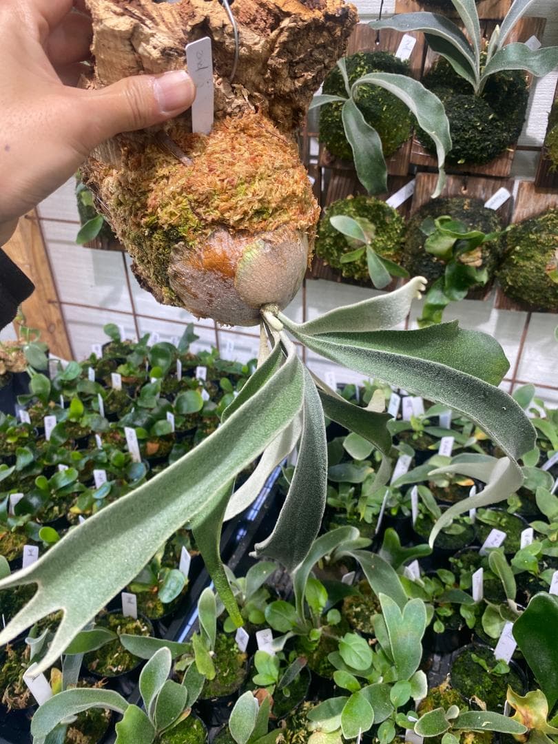 ベイチーワイルド　胞子培養　コルク付け　2/14