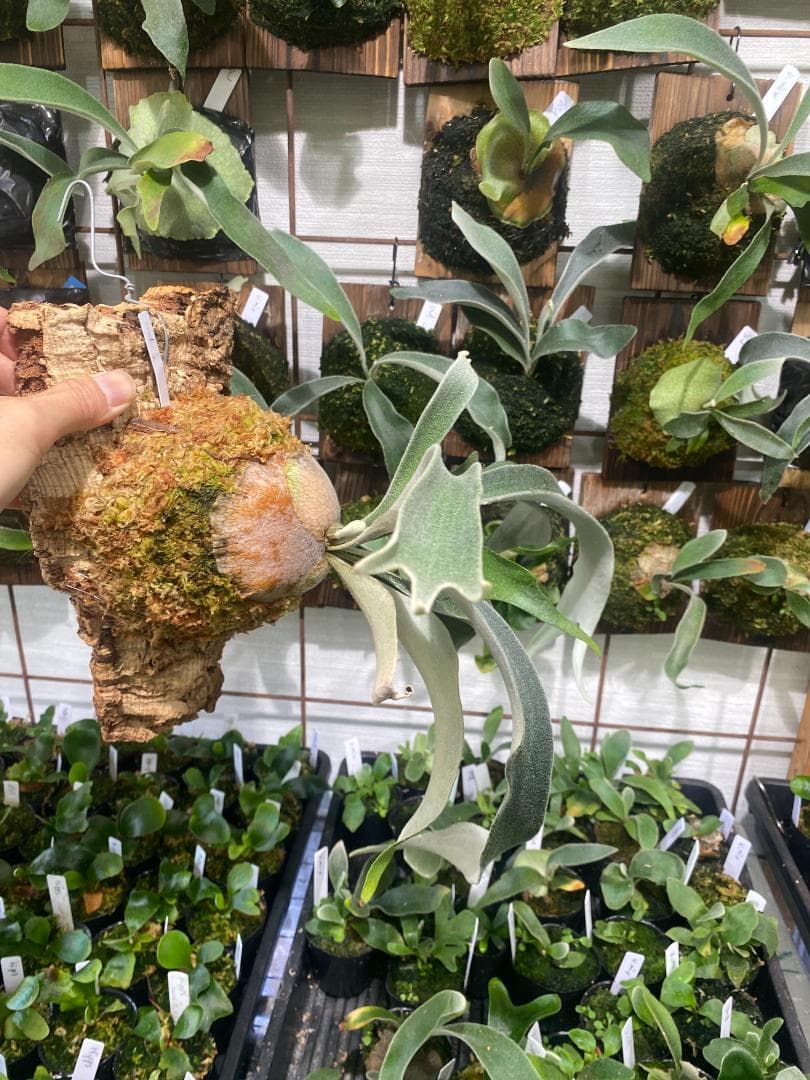 ベイチーワイルド　胞子培養　コルク付け　2/14