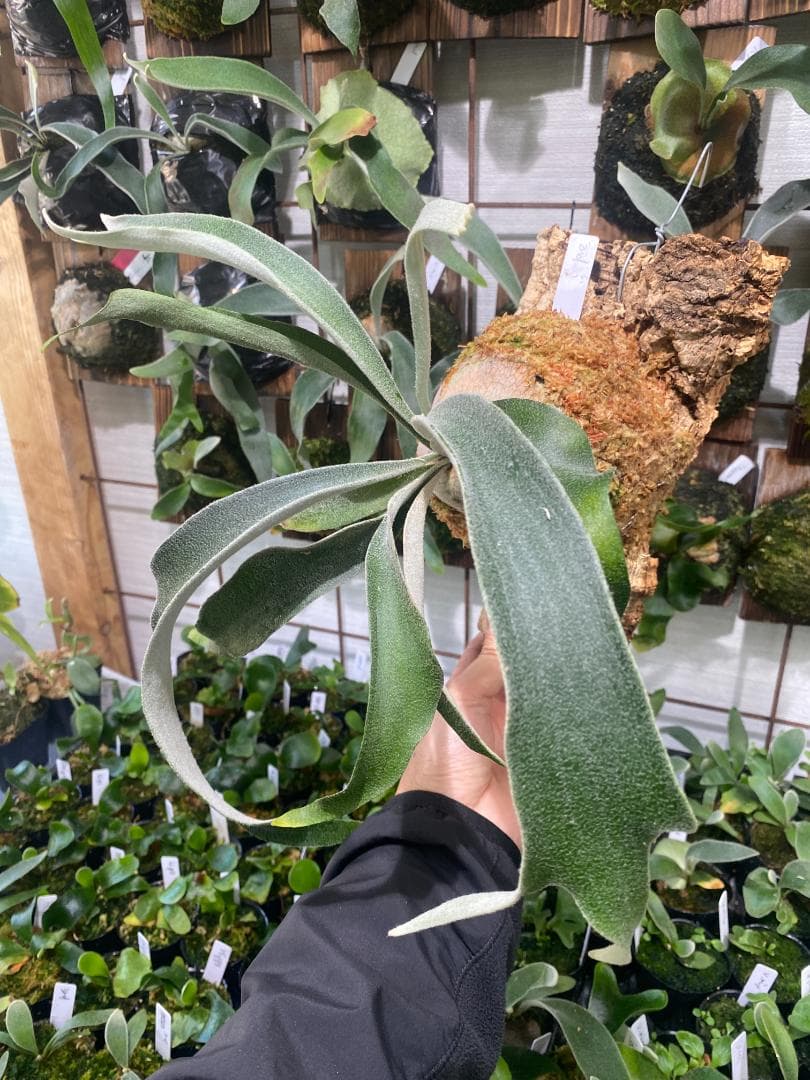 ベイチーワイルド　胞子培養　コルク付け　2/14