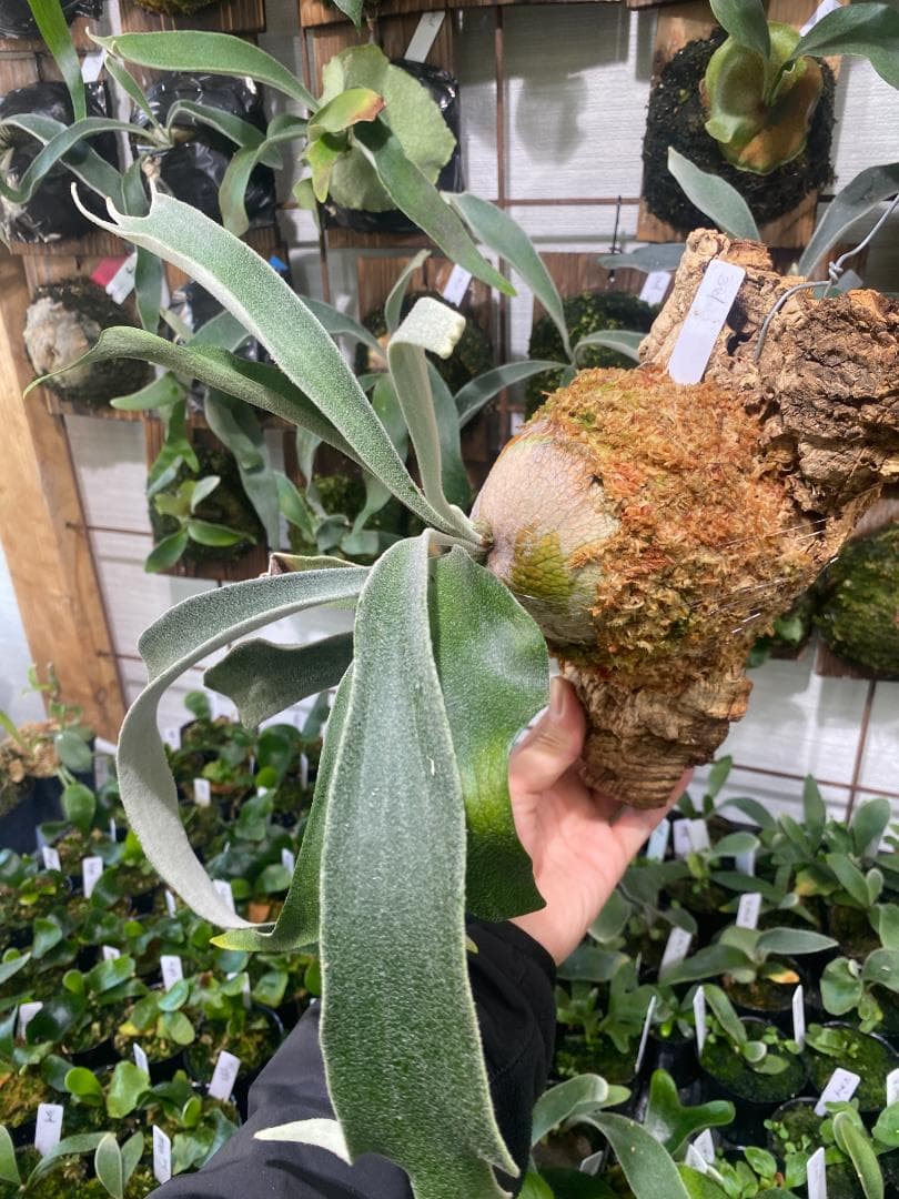 ベイチーワイルド　胞子培養　コルク付け　2/14