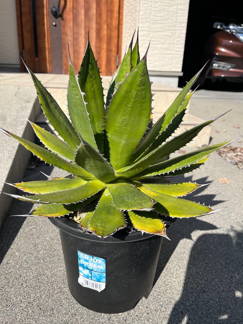 アガベ　ホリダ　大株（7号鉢）