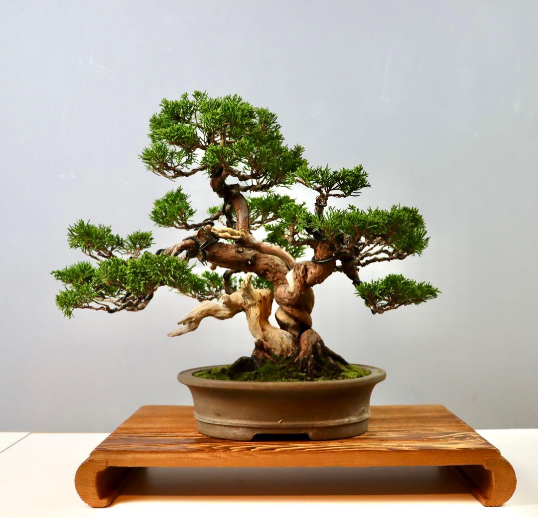 【セール】真柏/小品