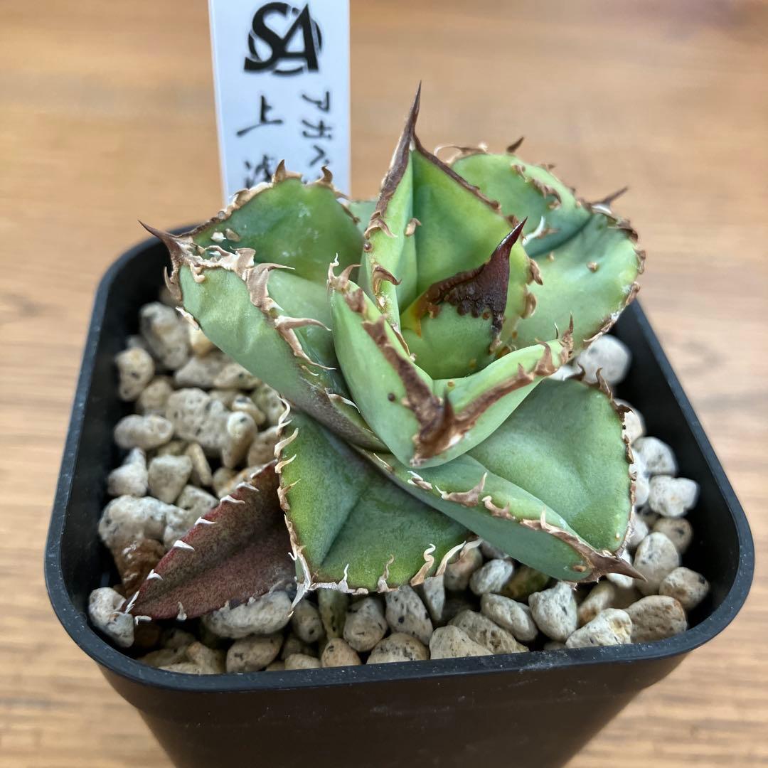 【クリスマスセール】♯20 優秀　太棘　ぶつぶつ アガベ　チタノタ　鰐亀　TC