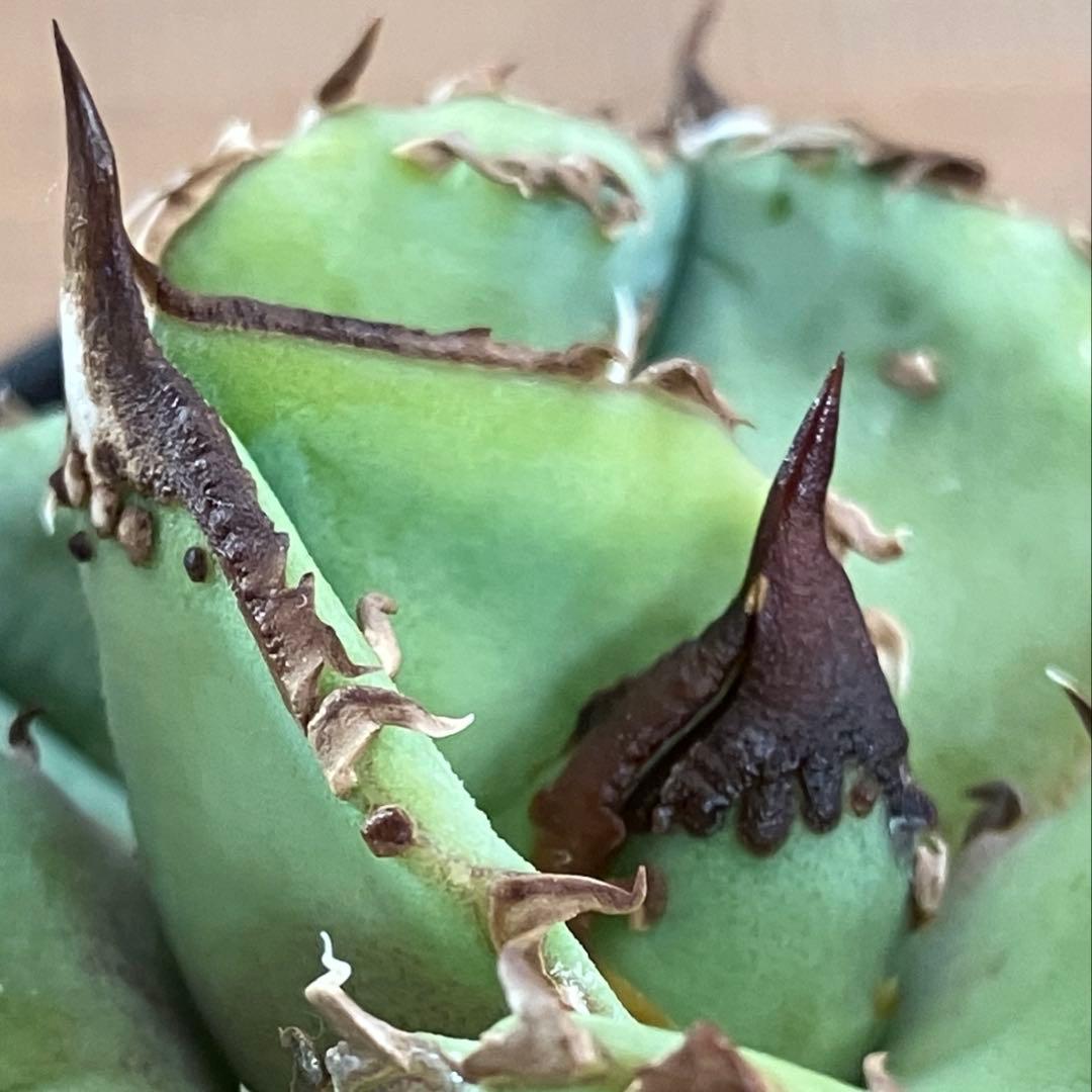 【クリスマスセール】♯20 優秀　太棘　ぶつぶつ アガベ　チタノタ　鰐亀　TC