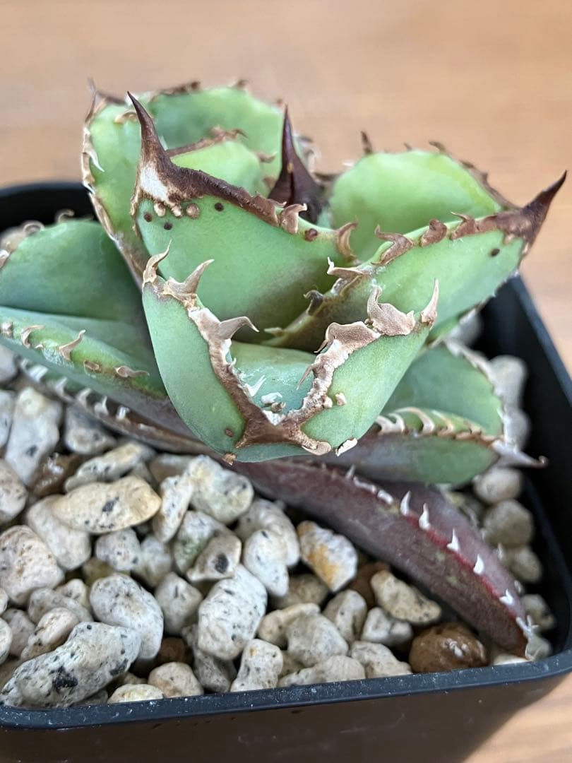 【クリスマスセール】♯20 優秀　太棘　ぶつぶつ アガベ　チタノタ　鰐亀　TC