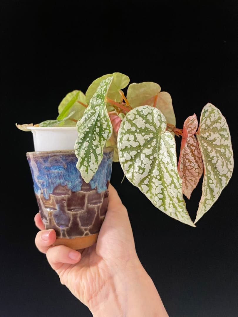 セール　レア　ベゴニア スノーキャップド