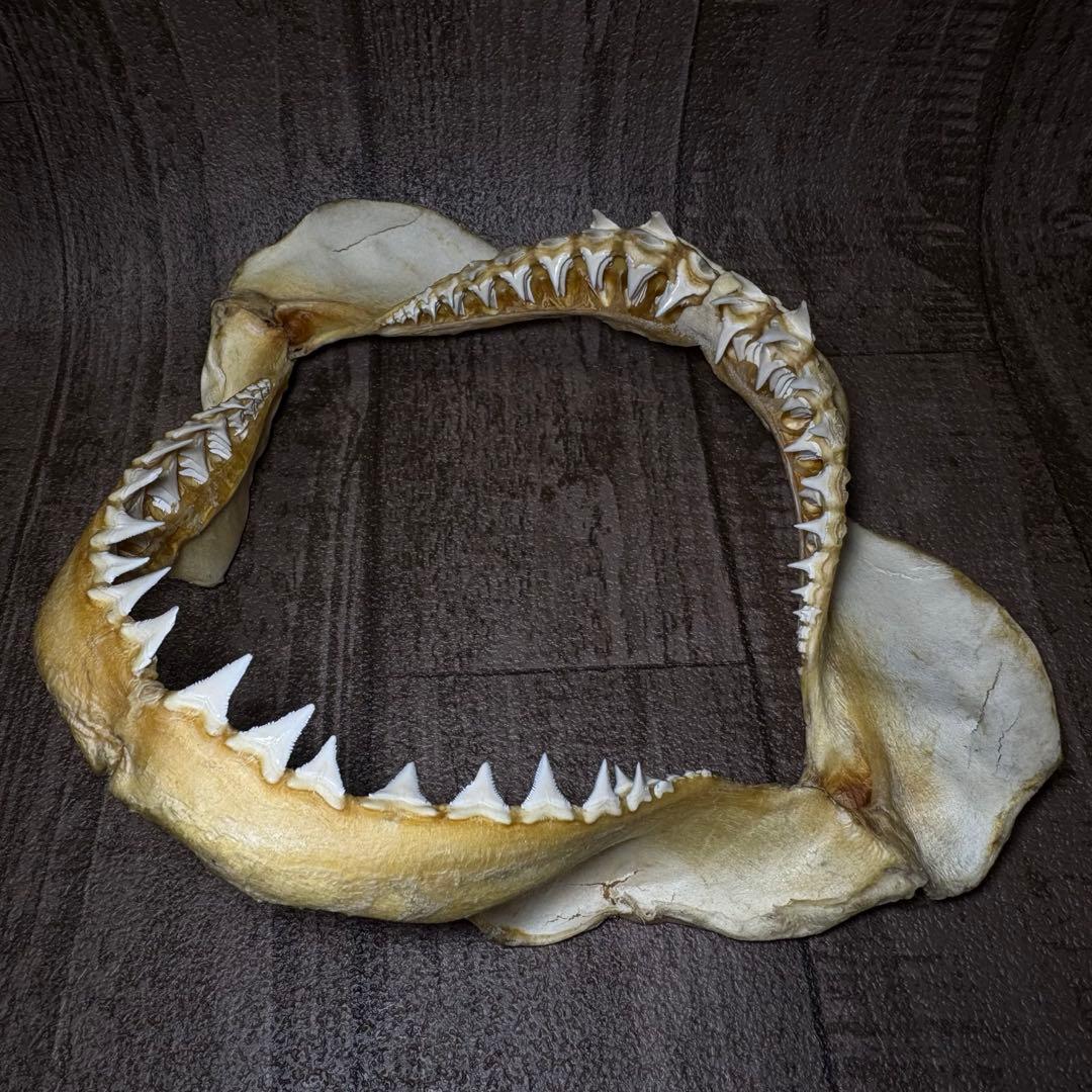 ホホジロザメ ホオジロザメ 鮫 サメ 歯 顎 アゴ 骨格標本