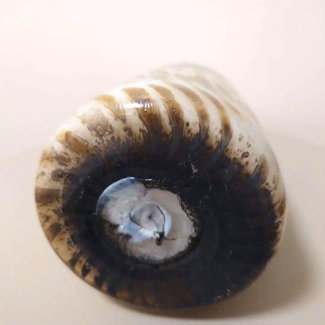 イッタラバード　オウル　オイバトイッカ　ヌータヤルヴィ　ふくろう